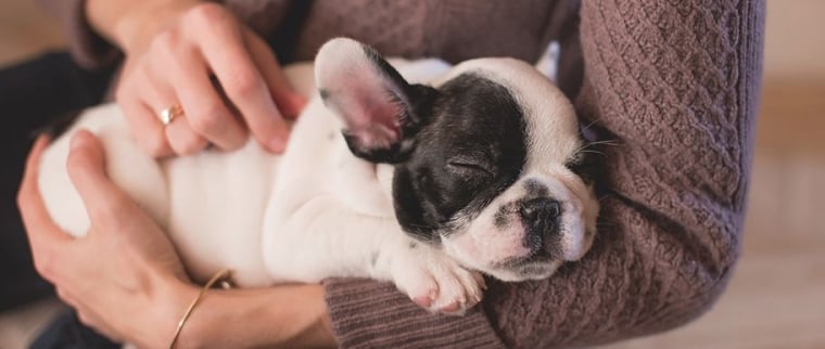 puces du chien